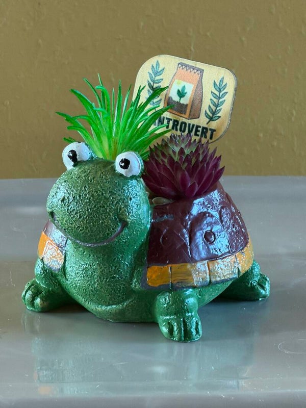 Succulents  “Plantrovert” Turtle 🐢