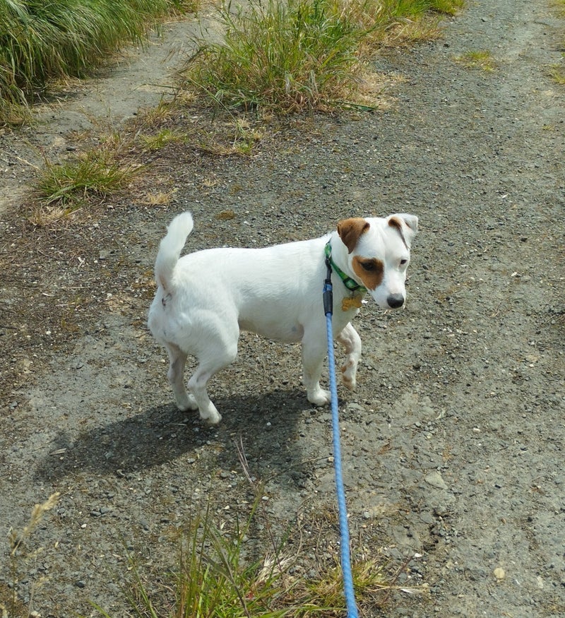 Promenades chiens