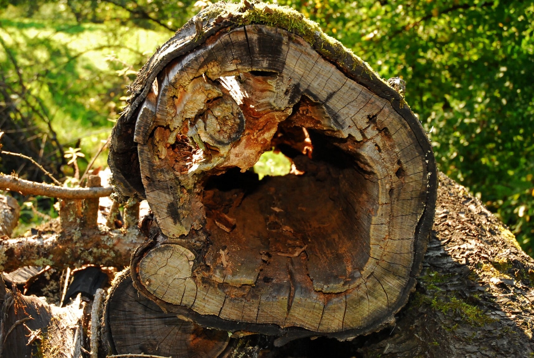 hohlerbaumstamm-wil_0021-1.jpg