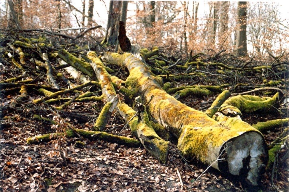 hautkrtze-1.jpg