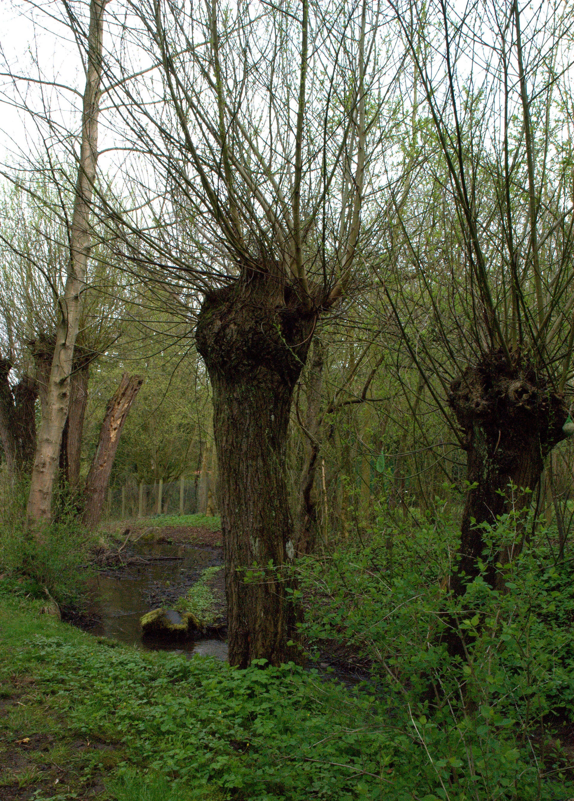 ambuberlesbach.jpg