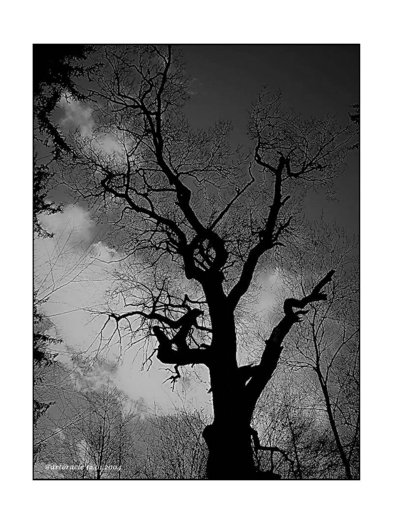eichensilhouette-am-pfaffensee-2-standard.jpg