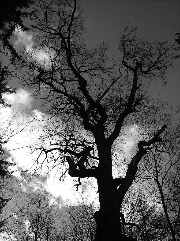 eichensilhouetteampfaffensee.jpg