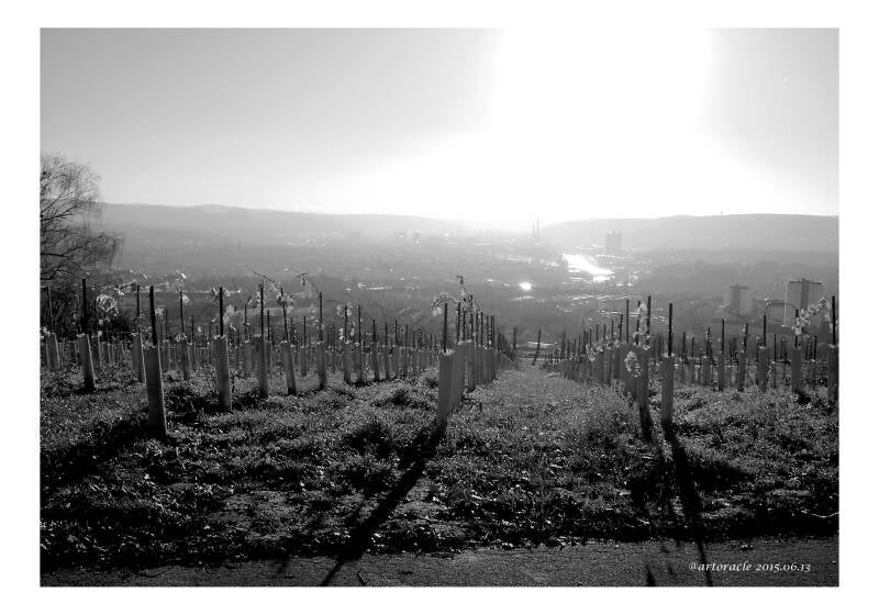 herbstsonne-ber-dem-neckar-standard.jpg