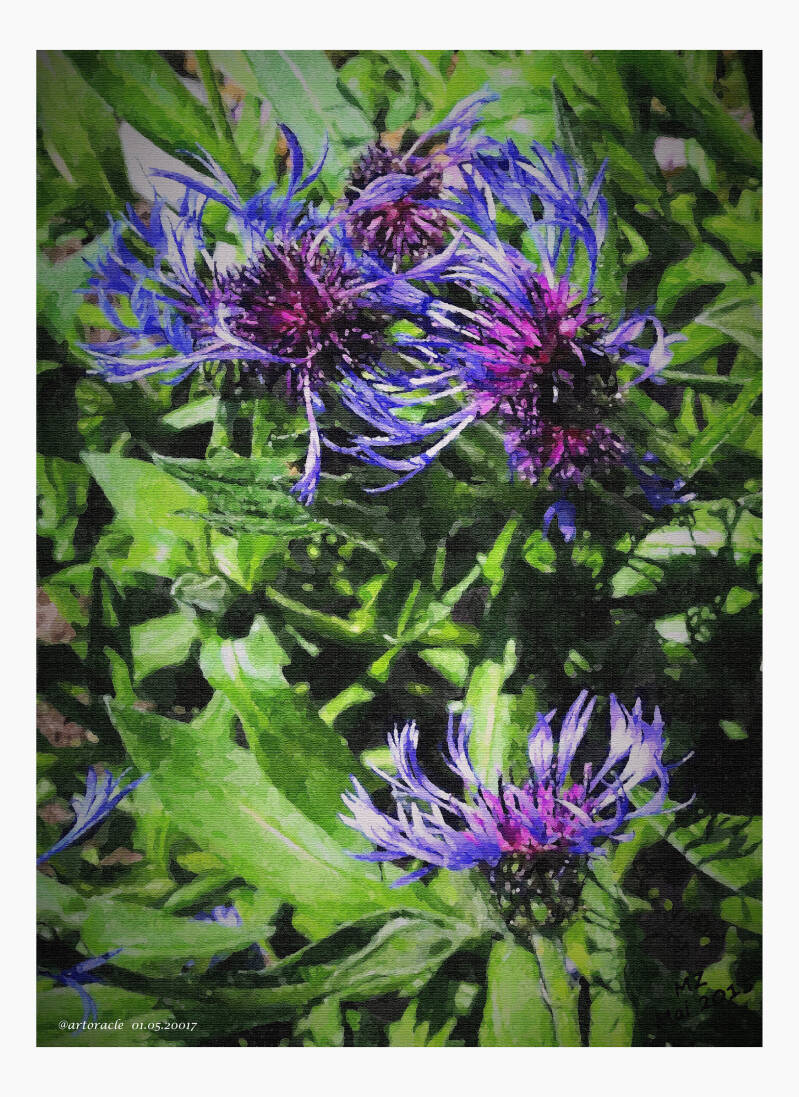 kornblumenblau-2-standard.jpg