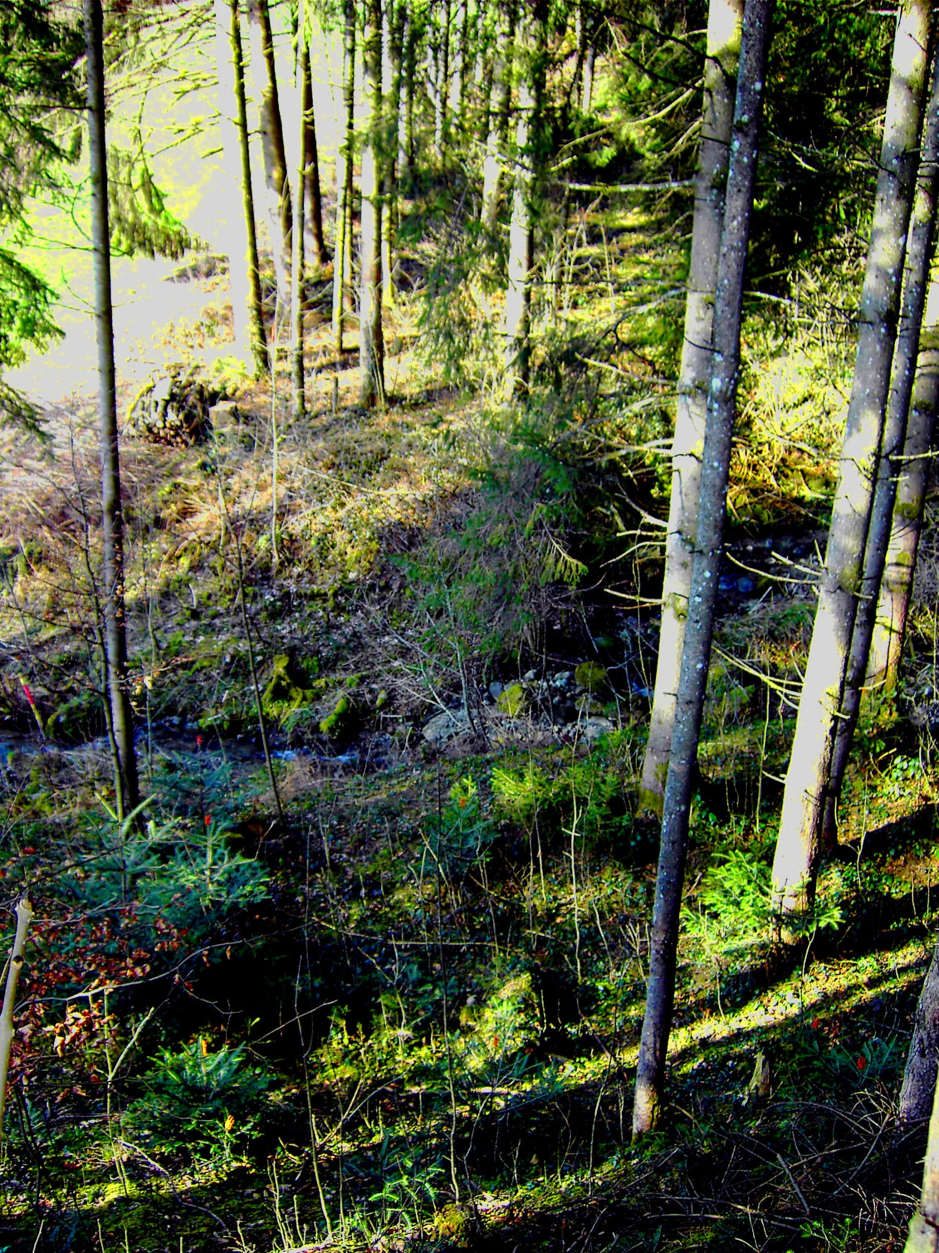 bchleinamwaldrandvonrothach4.jpg