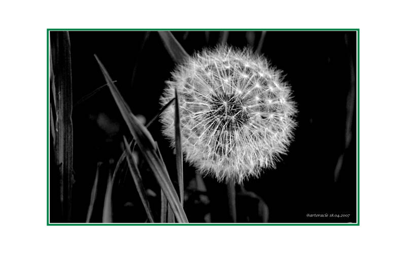 pusteblume-standard.jpg