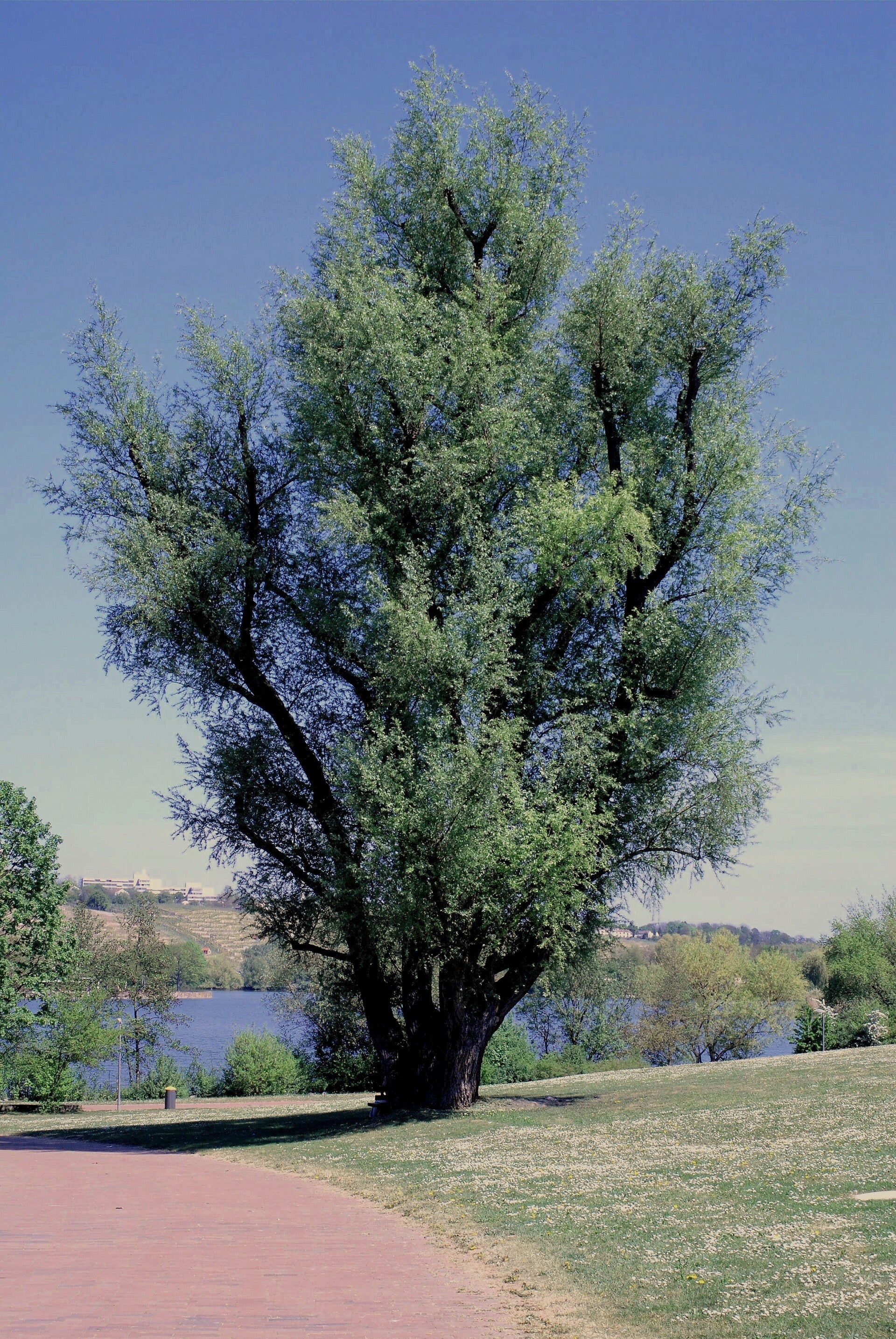 lindenbaum.jpg