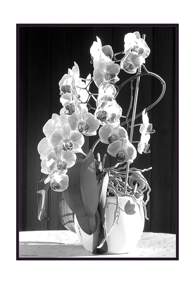 sw018-orchide-standard-1t4a2u.jpg