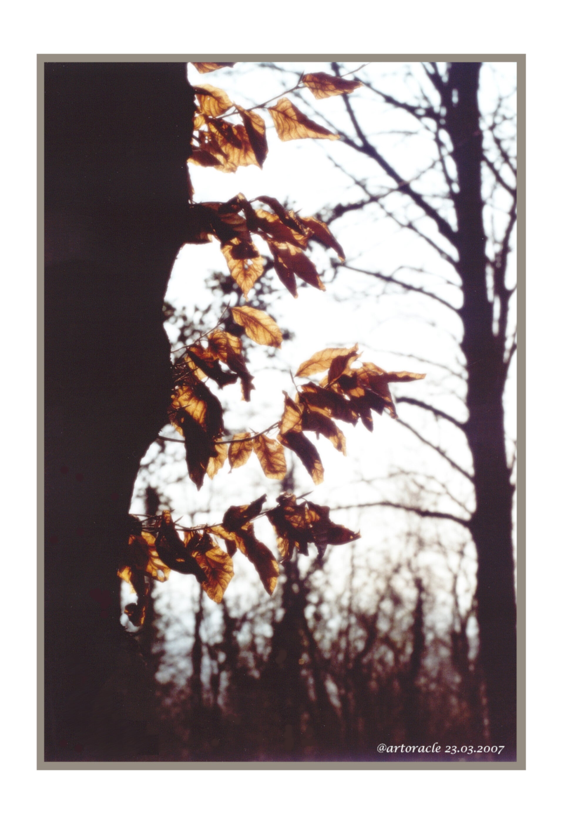 blttervomletztenherbst.jpg
