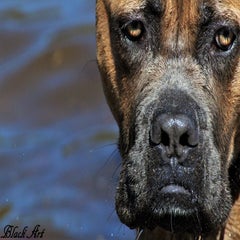 img_1067-standard-sm4ih8.jpg