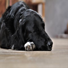 img_3013-standard-67c7k0.jpg