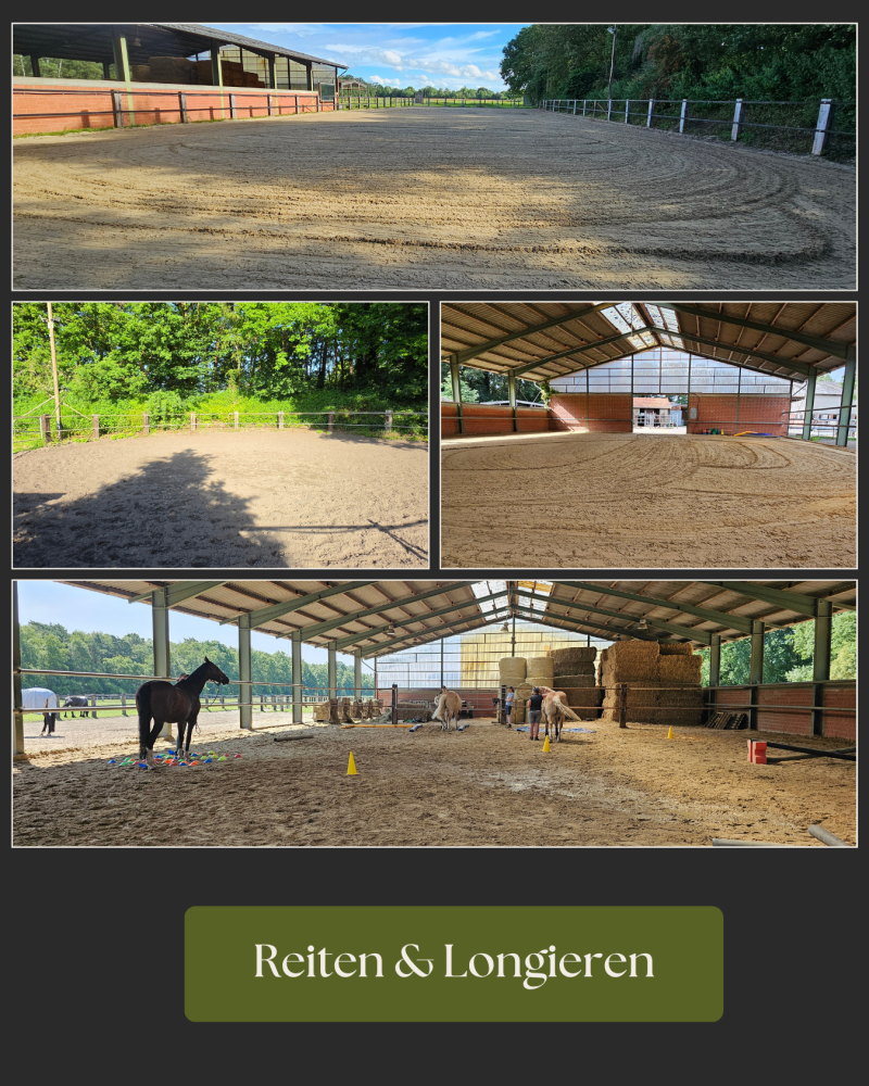 reiten-und-longieren-standard.png