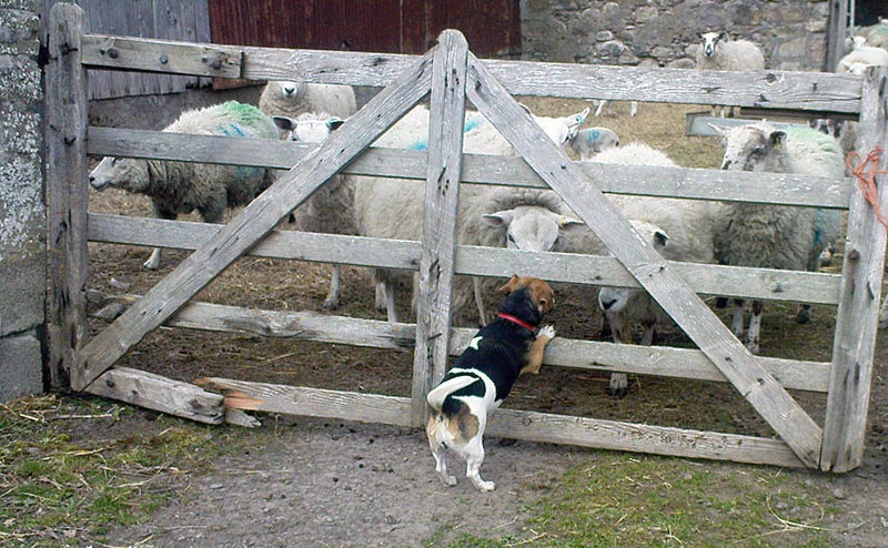 Jeannie and the sheep.