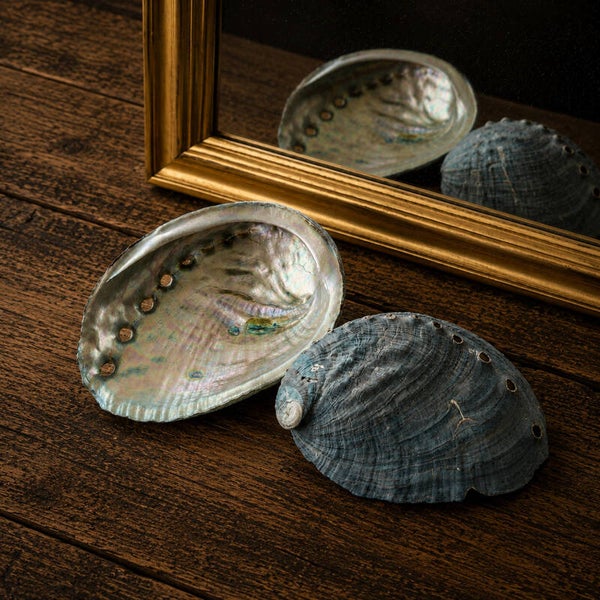Smuk Abalone musling