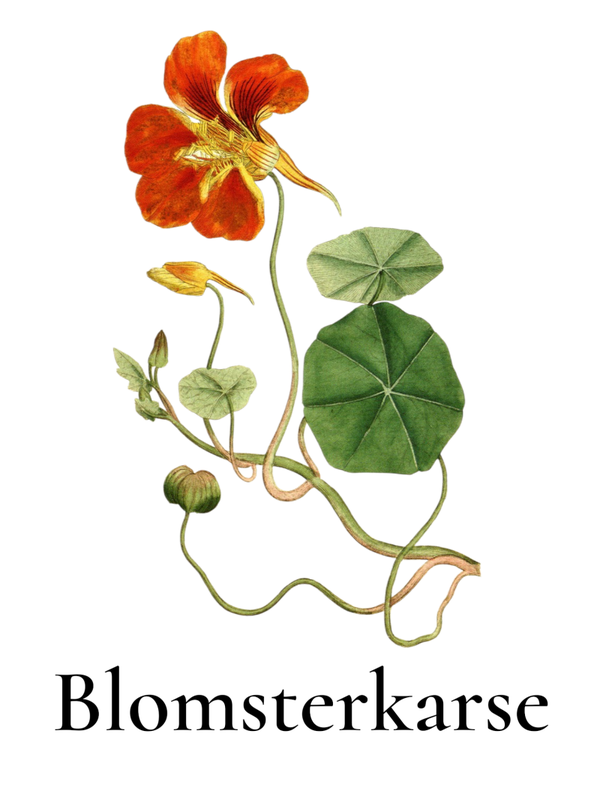 Tallerkensmækker/blomsterkarse