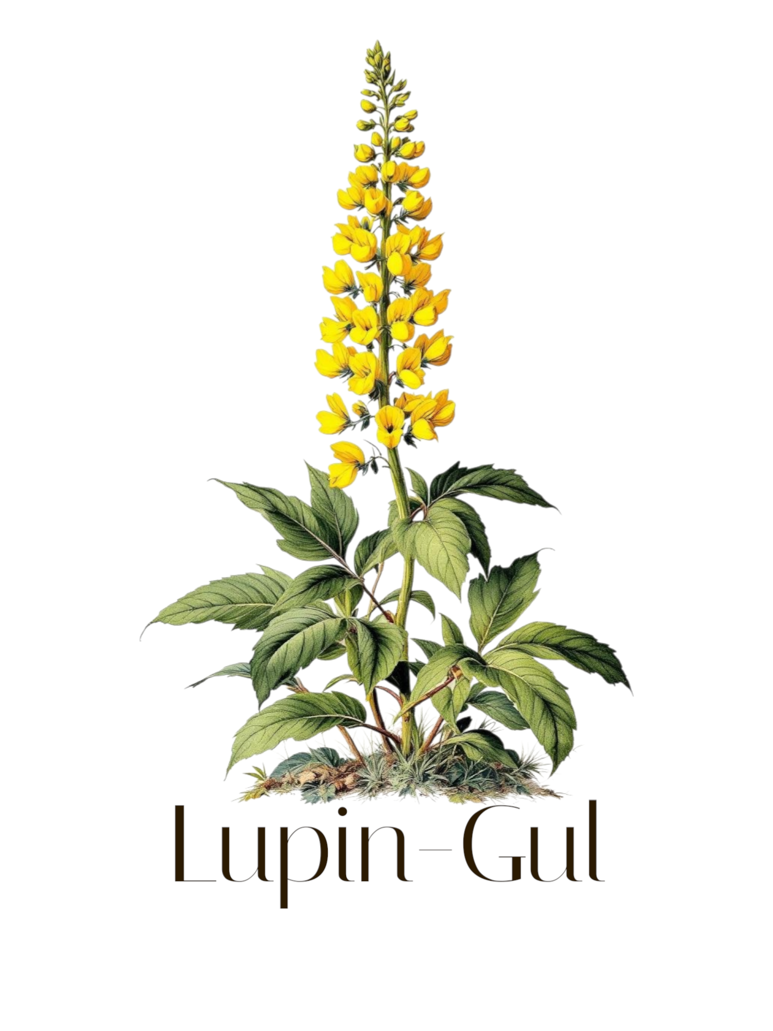 Lupin gul