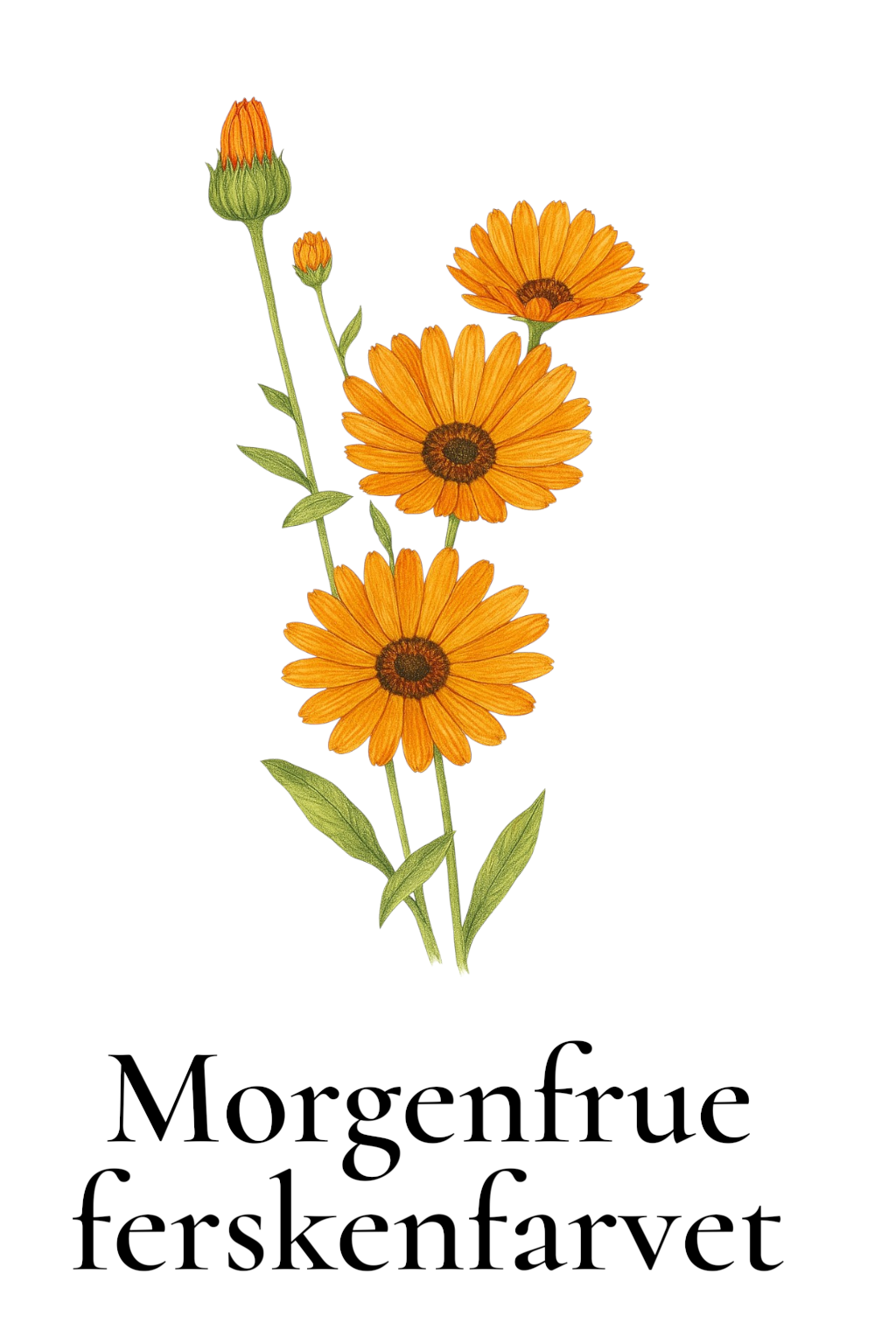 Morgenfrue - ferskenfarvet