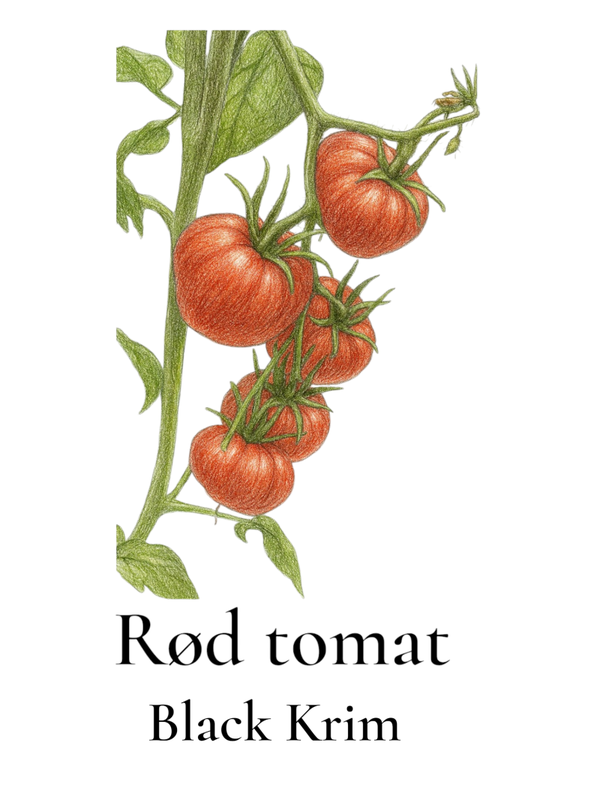 Tomat Black Krim