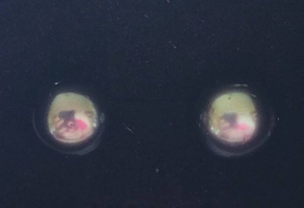 Boucles d'oreilles en Argent perles de tahiti