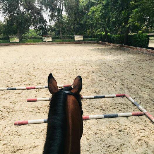 Paard kennismaking met balken