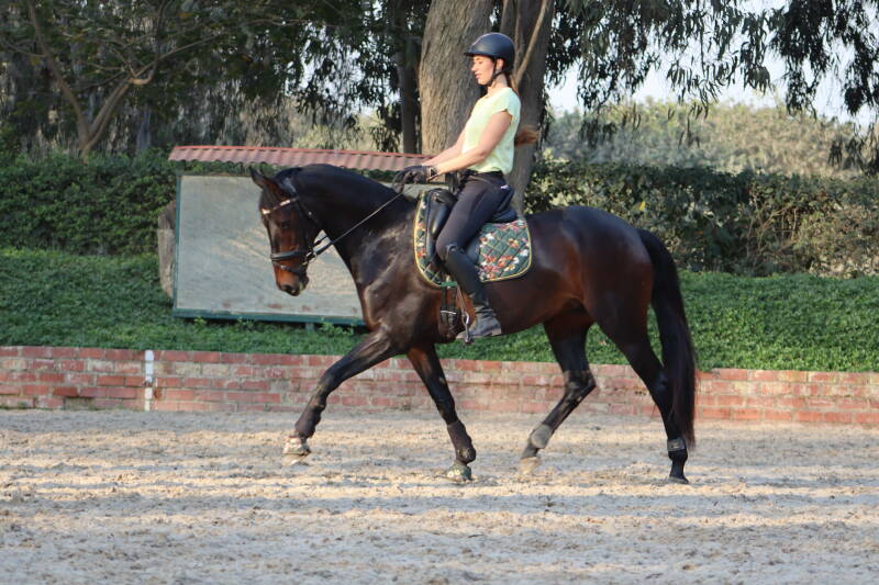 Het rijden van overgangen met je paard heeft super veel voordelen. Maak dus tijd tijdens je trainingen om te werken aan de overgangen.