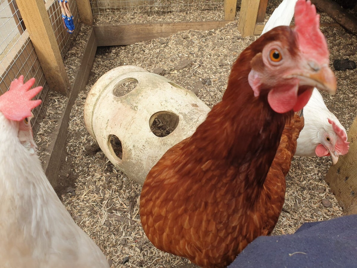Galley | Hobby Chicken Garden