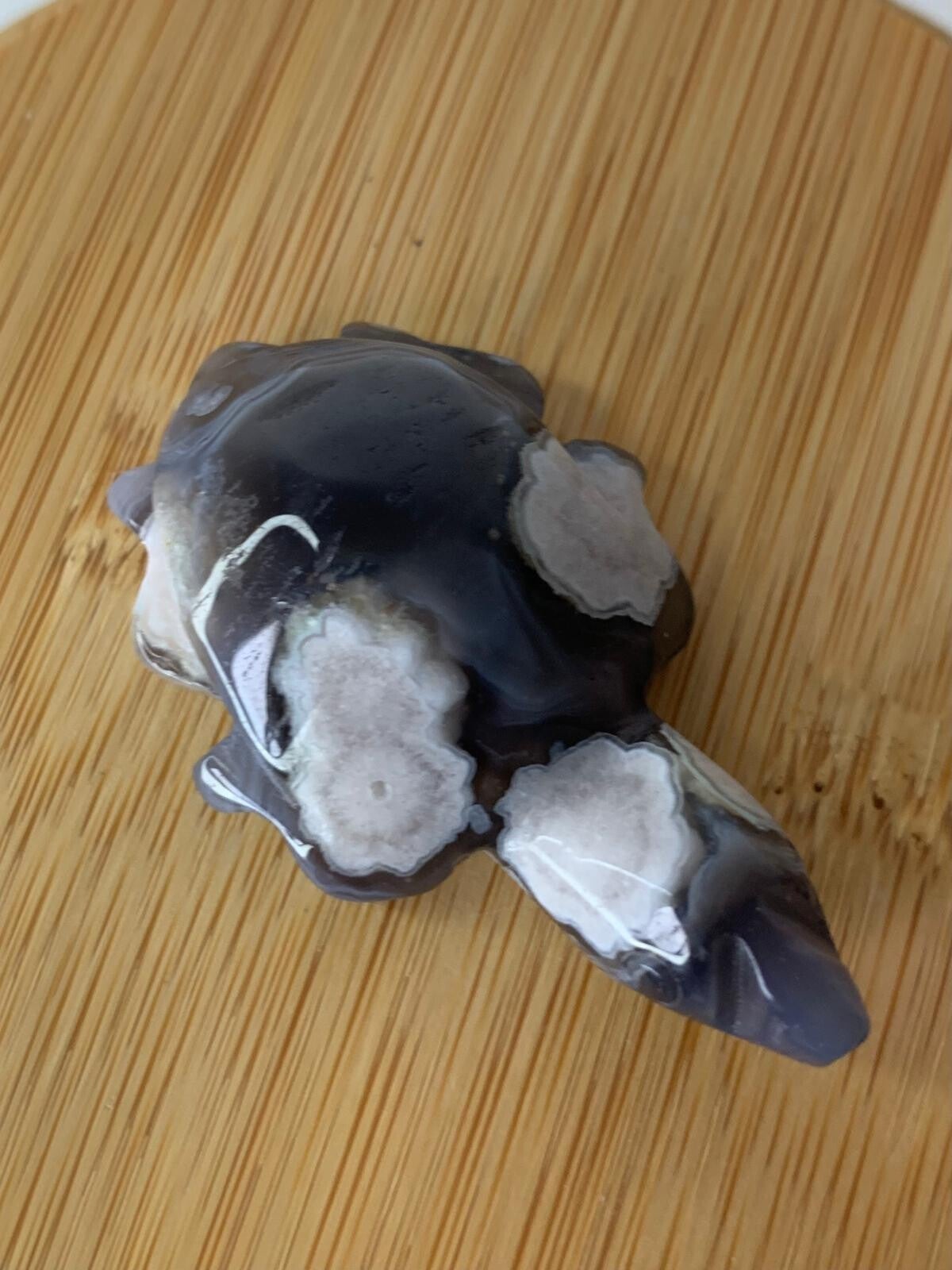 Zwarte bloemagaat schildpad