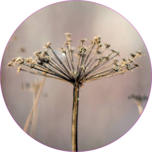 Muurcirkel Berenklauw II 30 cm