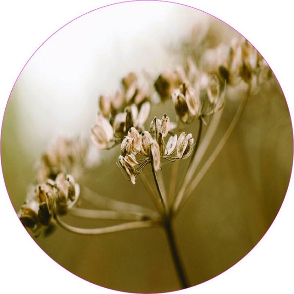 **Muurcirkel Berenklauw III 30 cm