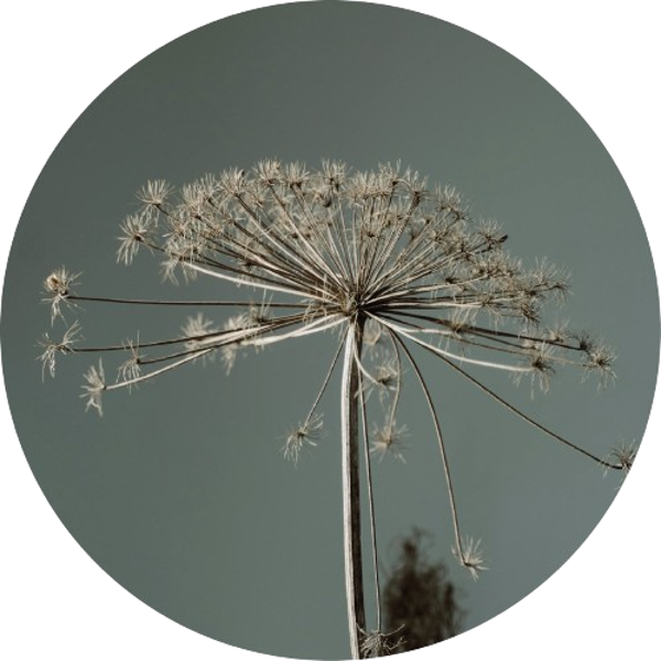 Muurcirkel Berenklauw grijsgroen 30 cm