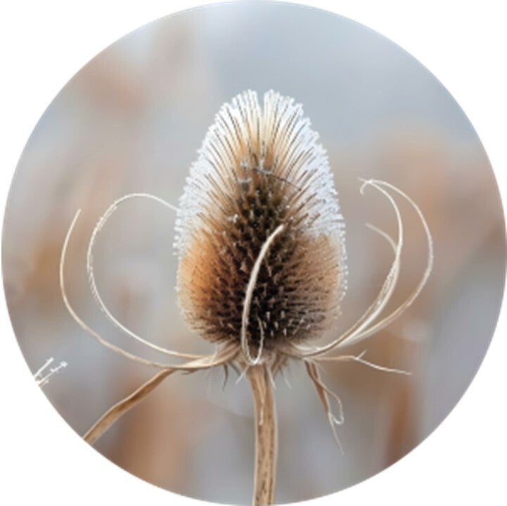 Muurcirkel Distel 40 cm