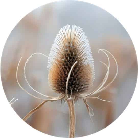 Muurcirkel Berenklauw distel 40 cm