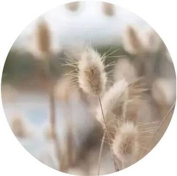 Muurcirkel Hazenstaart V 40 cm