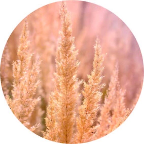 **Muurcirkel Grass summer 40 cm