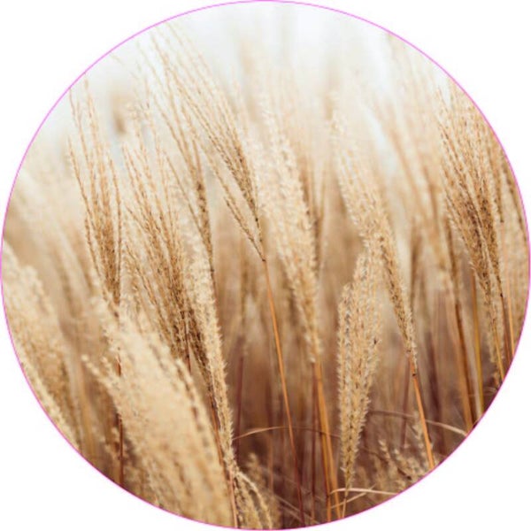 **Muurcirkel Pampasveld 40 cm