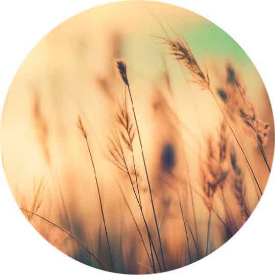 **Muurcirkel Wild Grass summer 40 cm