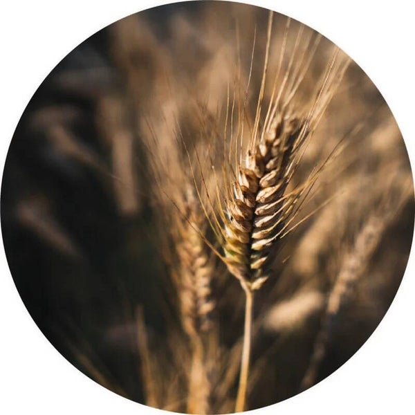 Muurcirkel Tarwe 30 cm