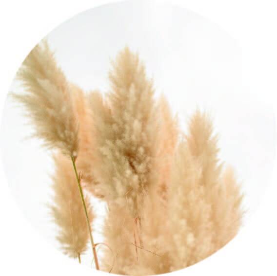 **Muurcirkel Pampas wit 40 cm