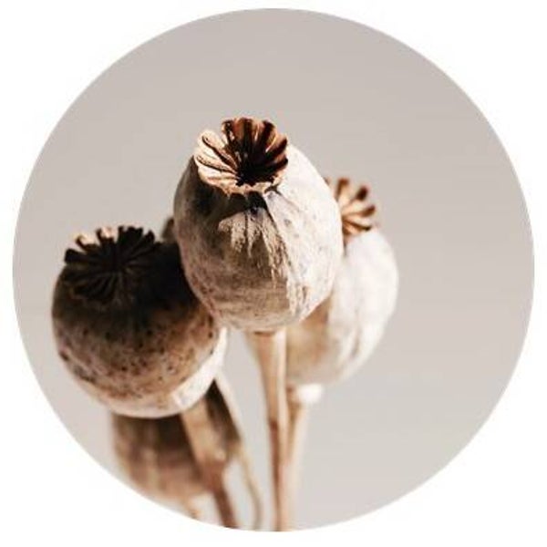 Muurcirkel Papaver light 30 cm