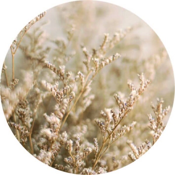 **Muurcirkel Veldbloem gedroogd 40 cm