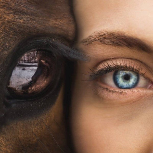 Demonstratie systemisch consult vóór paarden