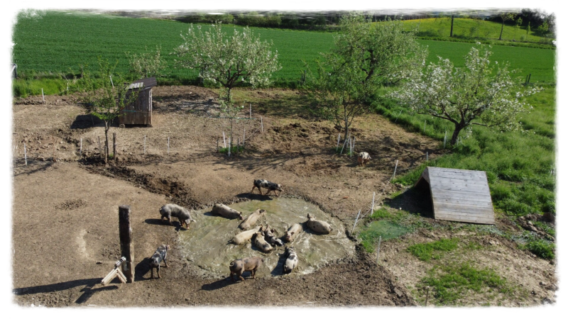 Alte fast ausgestorbene Nutztierrassen fühlen sich auf einiegen tausend Quadratmeter 