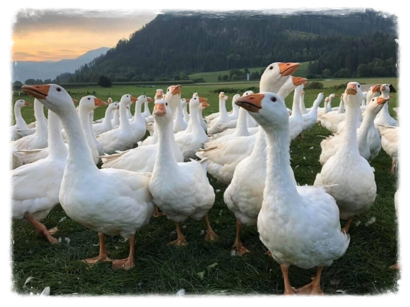 Unsere Gänse haben sehr viel Platz und befinden sich fast ausschließlich auf unserer saftig grünen Weide