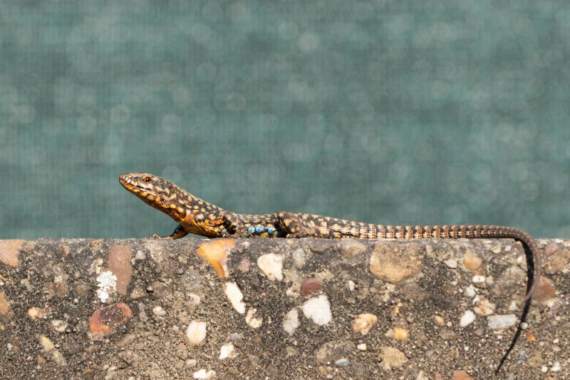 dsc_2183-standard.jpg