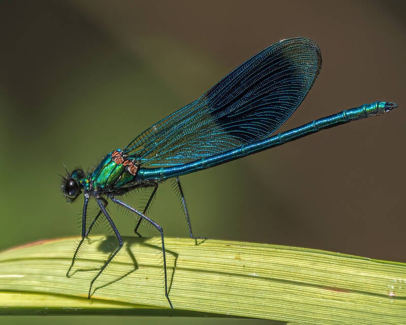 Male Banded demoiselle