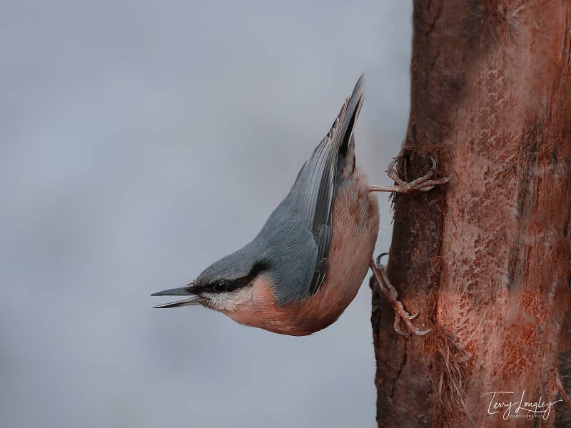 Nuthatch