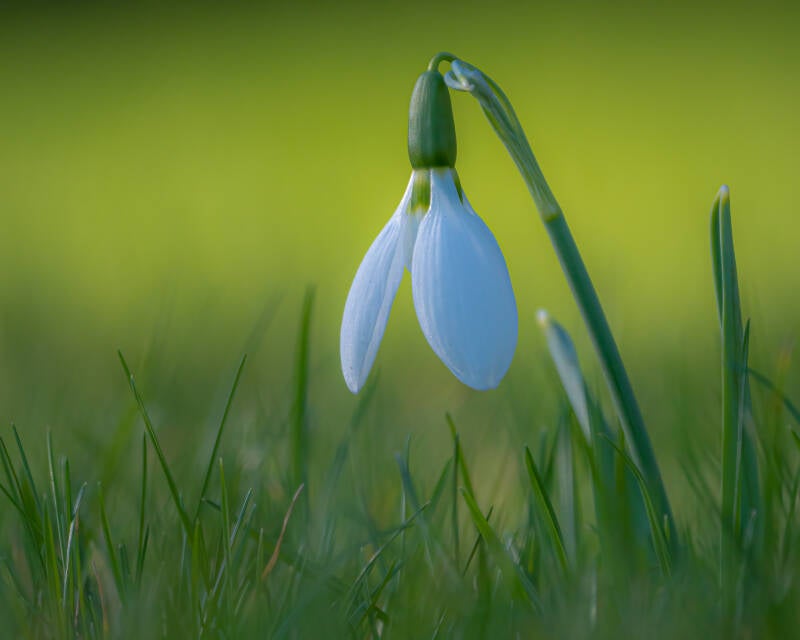 Snowdrop