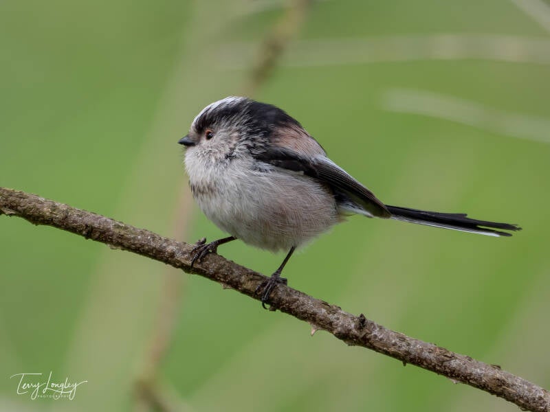 Longtailed Tit