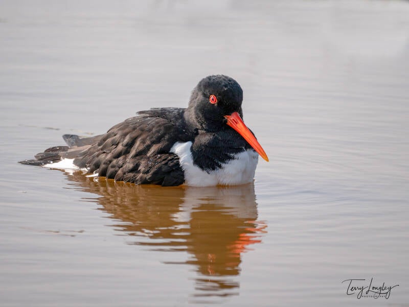 Oystercatcher